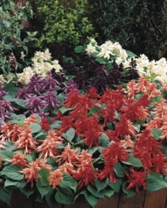 Salvia Vista Mix flowers