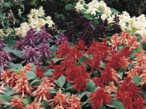 Salvia Vista Mix flowers