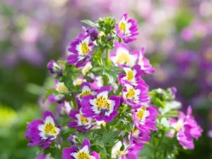 Schizanthus Atlantis