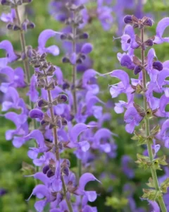 Salvia Lavender flower
