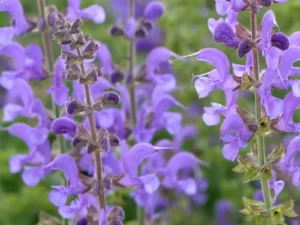 Salvia Lavender flower
