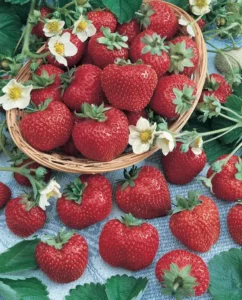 Strawberry Fresca fruit home garden