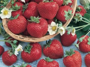 Strawberry Fresca fruit home garden