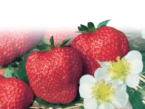 Strawberry Lauren fruit home garden seedling