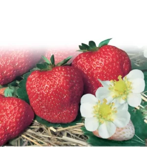 Strawberry Lauren fruit home garden seedling