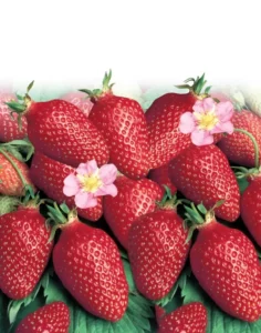 Strawberry Roman fruit home garden