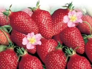 Strawberry Roman fruit home garden