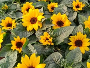 mini-sunflowers pot
