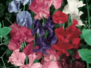 Sweet Pea Tall flowers