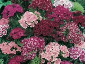 Sweet William Wee Willie flowers