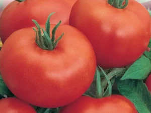 Tomato Apollo home garden
