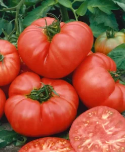 Tomato Beefsteak home vegetable garden seedling summer