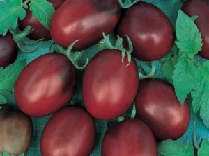 Tomato Black Cherry home garden