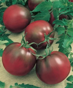 Tomato Black Russian garden seedling vegetable