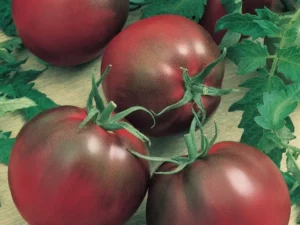 Tomato Black Russian garden seedling vegetable
