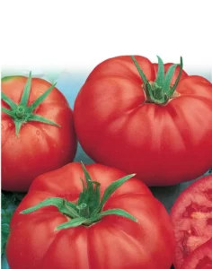 Tomato Burkes Backyard home garden