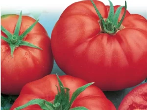 Tomato Burkes Backyard home garden