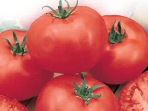 Tomato Burnley Surecrop home garden