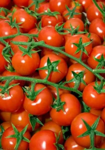 Tomato Cherry Berry home garden