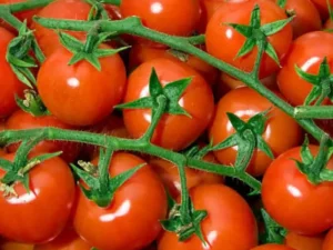 Tomato Cherry Berry home garden