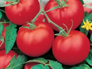 Tomato F1 Truss home vegetable garden