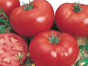 Tomato Grosse Lisse home vegetable garden