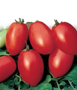 Tomato Health Kick home vegetable garden