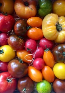 Tomato Heirloom Mix garden