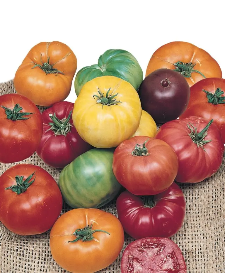 Beefsteak Rainbow