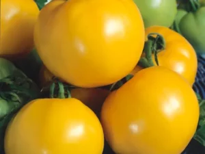 Tomato Jubilee Yellow home garden