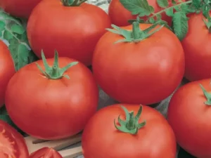 Tomato KY1 home vegetable garden