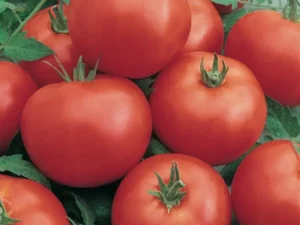 Tomato Mighty Red home vegetable garden