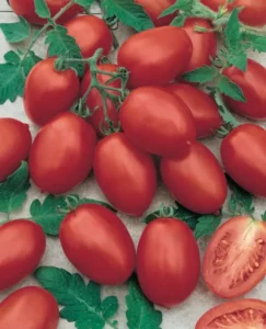 Tomato Mini Sugar Plum home vegetable garden