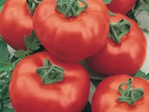 Tomato Mortgage Lifter home vegetable garden
