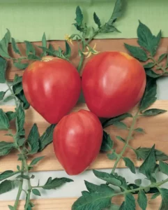 Tomato Ox Heart home vegetable garden