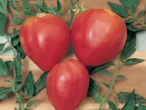 Tomato Ox Heart home vegetable garden