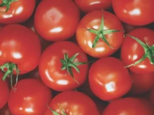 Tomato Patio Supreme home vegetable garden