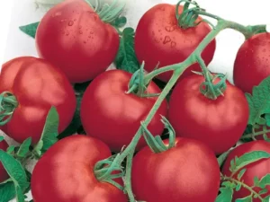 Tomato Rebel First Prize home vegetable summer garden