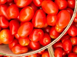 Tomato Roma home vegetable garden