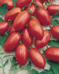 Tomato Romette F1 Truss home garden