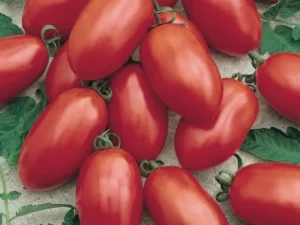 Tomato Romette F1 Truss home garden