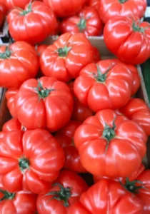 Tomato Rouge De Marmande vegetable garden