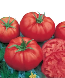 Tomato Rouge De Marmande home garden
