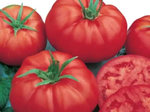 Tomato Rouge De Marmande home garden