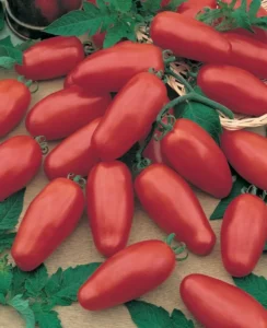 Tomato San Marzano home garden