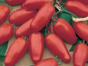 Tomato San Marzano home garden