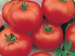 Tomato Siberian veggie home garden