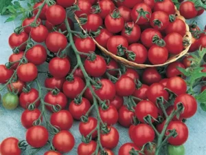 Tomato Sweet Bite Cherry home garden