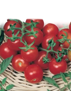 Tomato Tiny Tim home garden