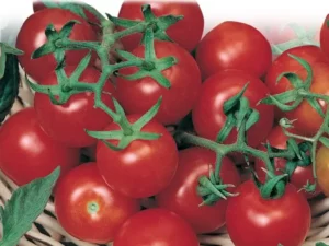 Tomato Tiny Tim home garden